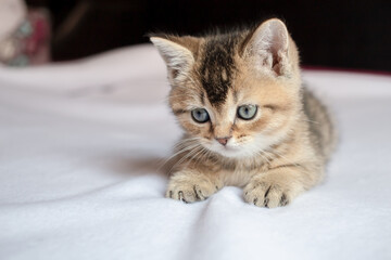 Beautiful British kitten wistfully lies on a white blanket with a blurred background. 