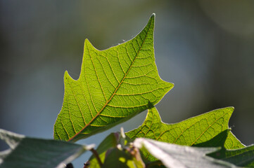 Macro View of green foiio with leaves veins