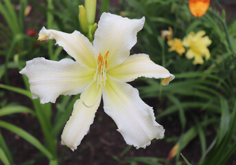 Heavenly Angel Ice. Luxury flower daylily in the garden close-up. The daylily is a flowering plant. Edible flower. Daylilies are perennial plants. They only bloom for 24 hours.