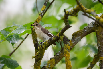 Selective focus photo. European pied flycatcher Bird. 