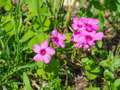 Pink-sorrel or Oxalis Articulata, bright pink, five-petalled, tube-like shape flowers, close up. Windowbox wood-sorrel or sourgrass is perennial, ground cover flowering plant in the family Oxalidaceae
