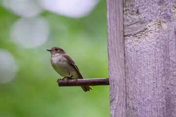Selective focus photo. European pied flycatcher Bird. 