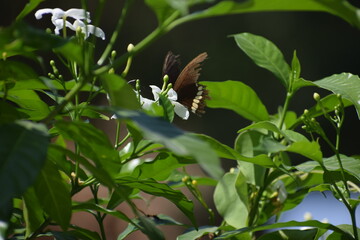 butterfly on a flower