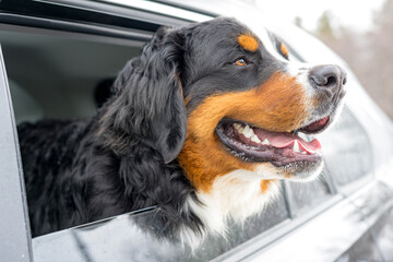  Portrait of a purebred Bernese Mountain Dog puppy. He looks out of the car window. A walk in winter. Selective focus. Focus on dogs eyes.