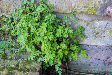 Fototapeta na wymiar green plant on the brick wall