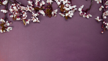Cherry blossom tree branches on purple background, spring concept with copy space, flower frame, flat lay, top view