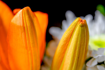 Beautiful garden flowers Lilia orange