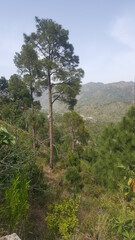 pine tree in the mountains