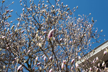 pink magnolia tree blossom