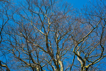 tree branches against blue sky