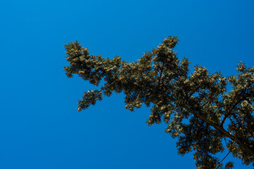 tree branches against blue sky