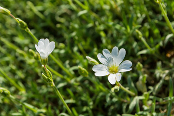 Floral garden. Flowers Alpine mouse-ear (Latin: Cerastium alpinum) close up. Soft selective focus.
