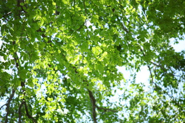 キクザキイチゲ