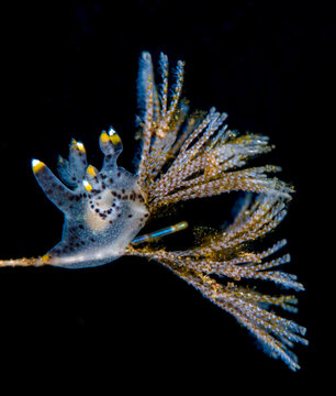 Pikachu nudibranch (seaslug). Scientific name is Thecacera picta.
Macro underwater world of Tulamben, Bali, Indonesia. 
