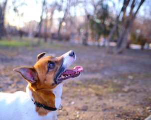 Playful dog Jack Russell Terrier is waiting for a toy from the owner. The dog plays in the park for a walk.