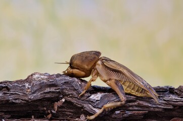 Tawny Mole Cricket (Neoscapteriscus vicinus) on tree bark, side view with copy space. Nature Springtime insect pest control concept.	