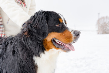 A purebred Bernese Mountain Dog puppy on a winter walk with its owner. Close up portrait.