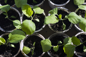 eggplant seedlings in a box with soil