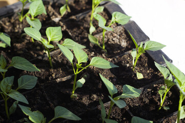 seedlings of peppers in a box of soil