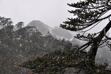 Beautiful ridges , pine trees and snow fall