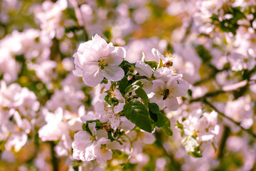 The flowers are white on the apple tree. Orchard in the spring. Beautiful nature .