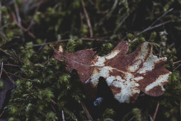 Oak leaf on moss on forest soil
