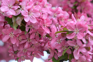 pink crab apple blossoms up close