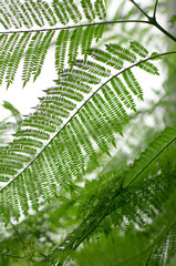 fern leaves