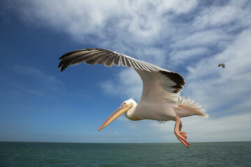 Fototapeta na wymiar Pelican on the coast of Walvis Bay.