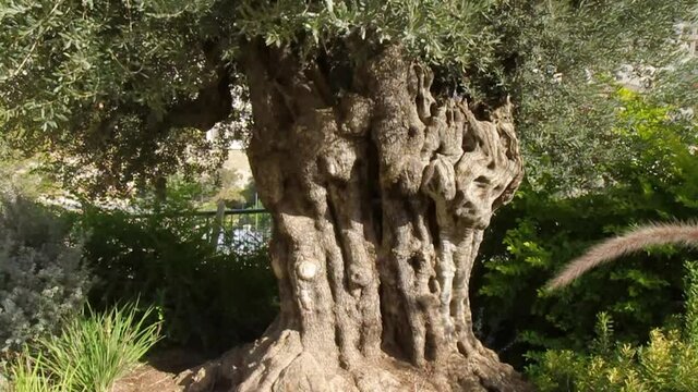 Very old olive tree in the City of David in Jerusalem, Israel