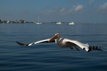 Fototapeta na wymiar Pelican on the coast of Walvis Bay.