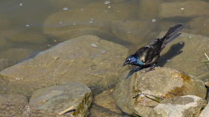 a common grackle pauses momentarily on a large submerged rock by river