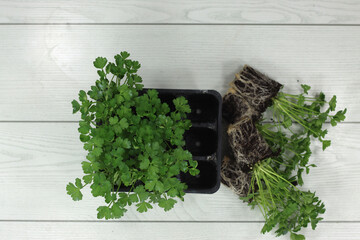 horticulture seedlings of common parsley horticulture seedlings of common parsley