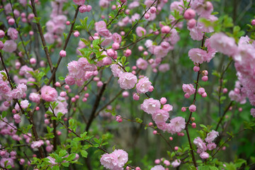 Obraz na płótnie Canvas pink flowering almond bush