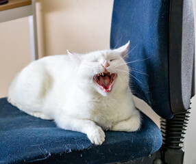 White cat on a blue chair. Ranui, Auckland, New Zealand