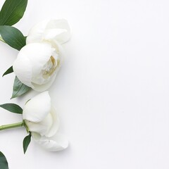 white peonies on white background