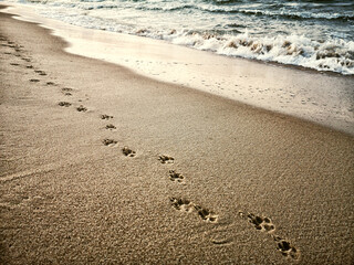 traces of a dog on a beach