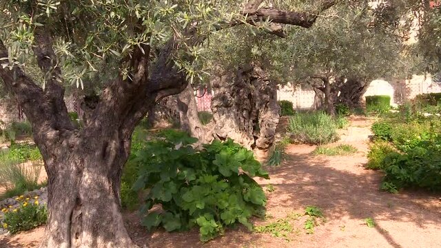 Very old olive trees in the Garden of Gethsemane where Jesus prayewd and was taken captive before his crucifixion