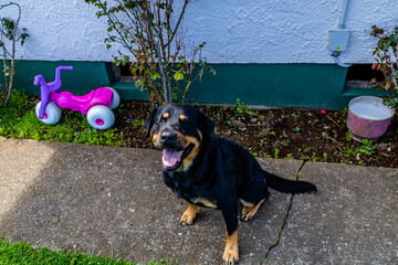 Dog playing in his yard. Taranaki, New Zealand