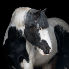 Irish Cob