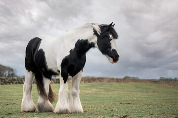 Irish Cob