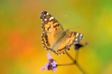 American painted lady or American lady (Vanessa virginiensis) butterfly on a verbena bonariensis