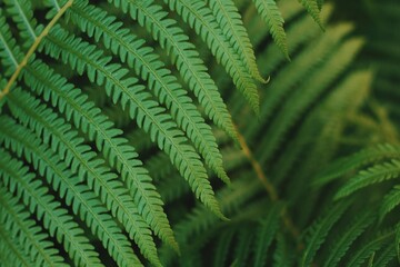 fern leaf in the forest