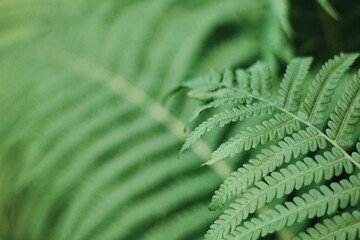green fern leaves