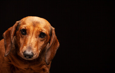 image of dog dark background