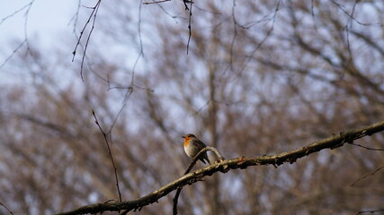 the bird sings its spring song