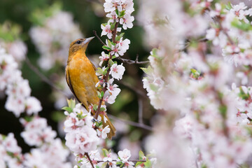 A female Baltimore oriole forages for a meal among some cherry blossoms at Rosetta McClain Gardens in Scarborough, Ontario.