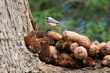 A Black-capped Chickadee perches atop a squirrel's hoard of pinecones at Rosetta McClain Gardens in Scarborough, Ontario. © Beth Baisch