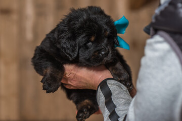 Woman holding Tibetan Mastiff puppy with turquoise ribbon