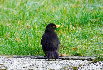 Amsel mit schwarzem Gefieder und gelbem Schnabel. Fotografiert auf der Terrasse im Garten. Heimische Vogelarten im Winter in Deutschland.